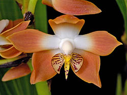 Orchid flower