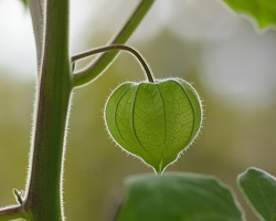 Green plant