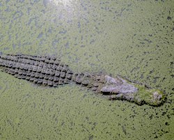 Alligator