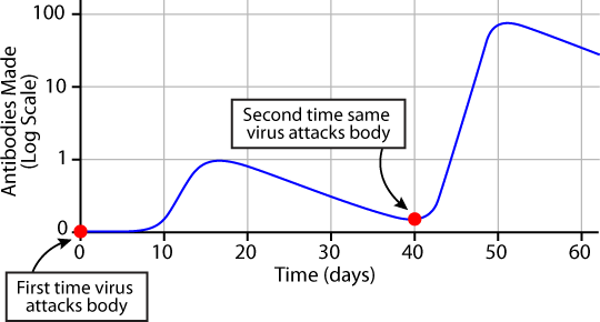 Immune-memory-response