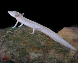 Blind Texas salamander