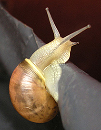 snail