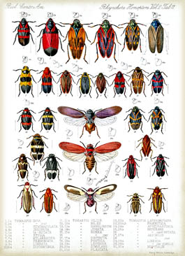 Plate from Biologia Centrali-Americanum (1879-1915)