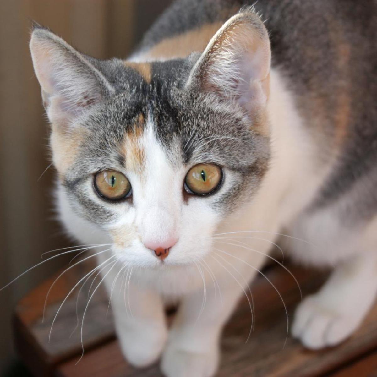 Tortoise-shell colored cat