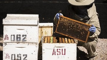 A beekeeper