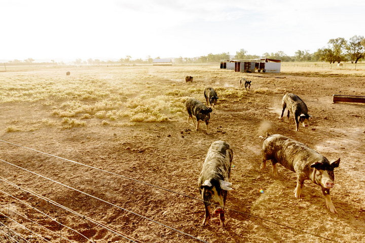 Pigs walking