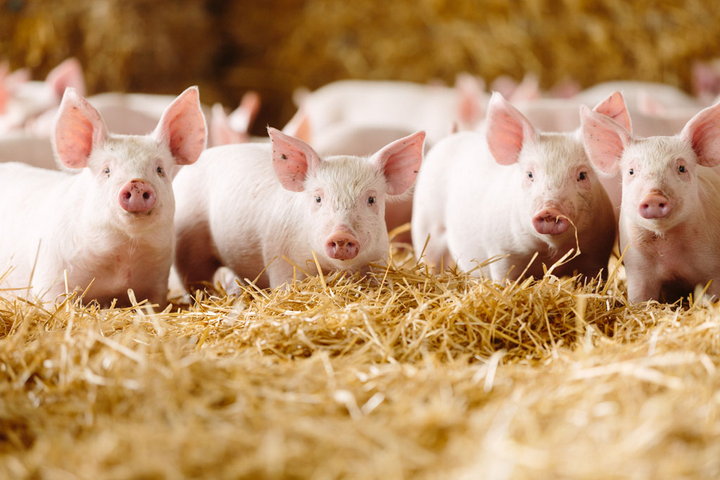 4 piglets standing on straw