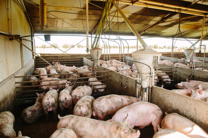 Pigs in shed