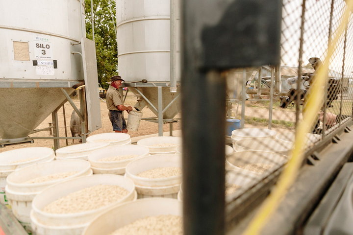 Farmer filling buckets with feed