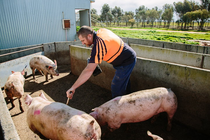 Pigs being tattooed