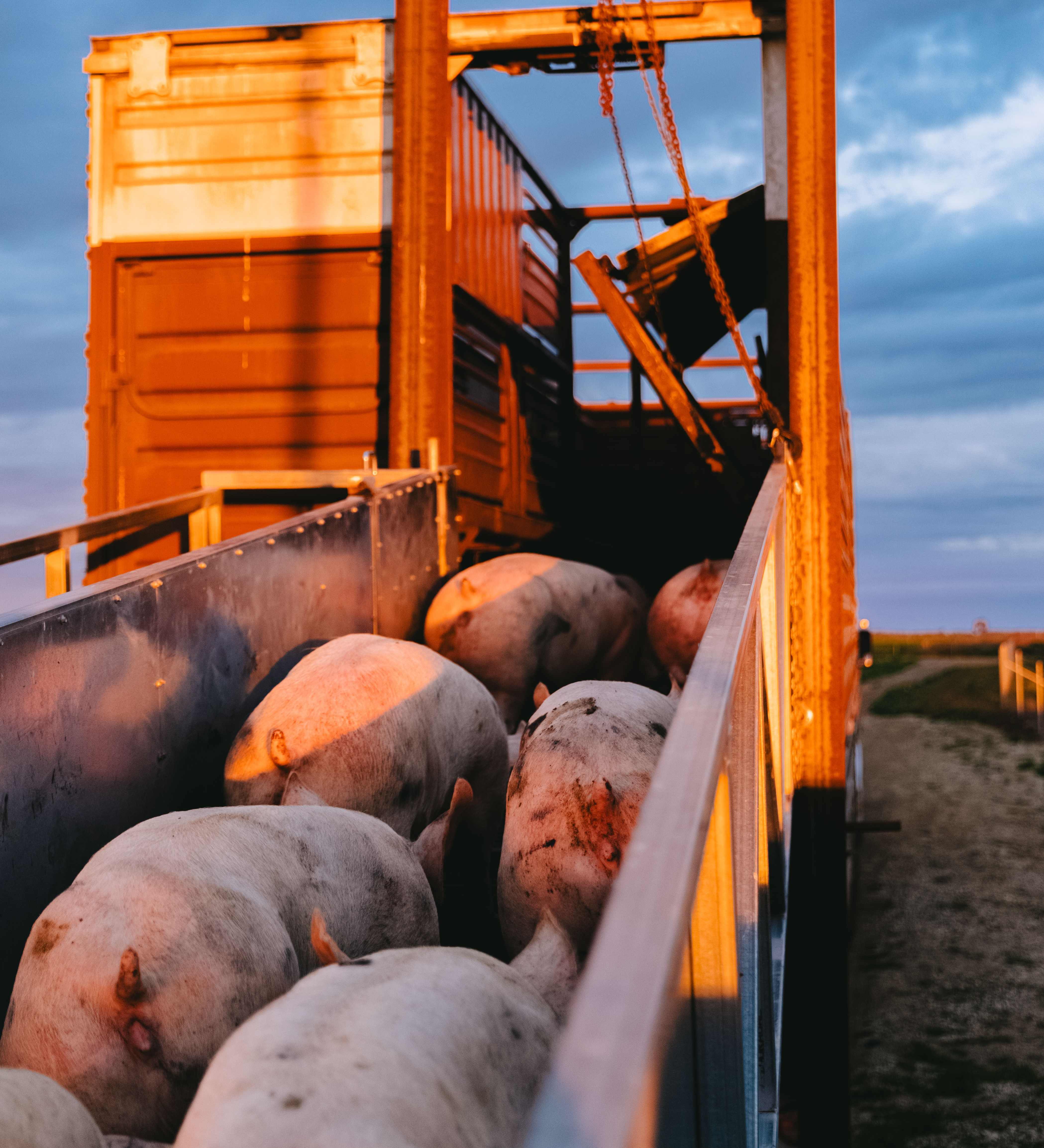 Pigs loading onto a truck 