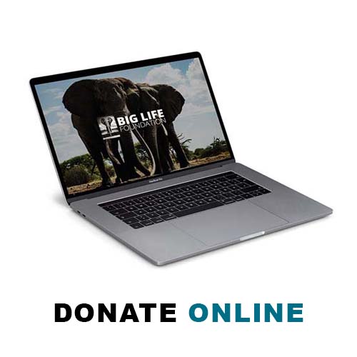 Donate Online