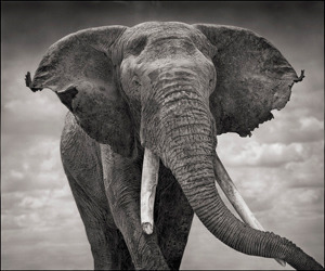 Nick Brandt prints for Big Life