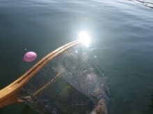 A wooden landing net is being dipped into the water to collect a small, pink balloon.