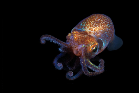 Hawaiian bobtail squid