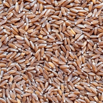 Farro Emmer Organic