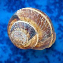 Escargot Shells