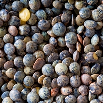 Green Lentils - A.O.C. Le Puy France