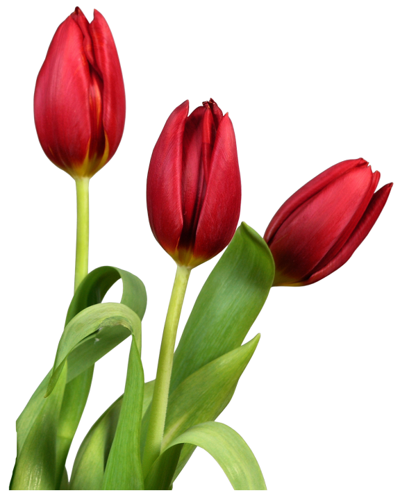 Red Transparent Tulips Flowers Clipart