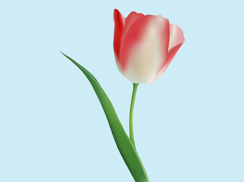 Free Tulip Vectors