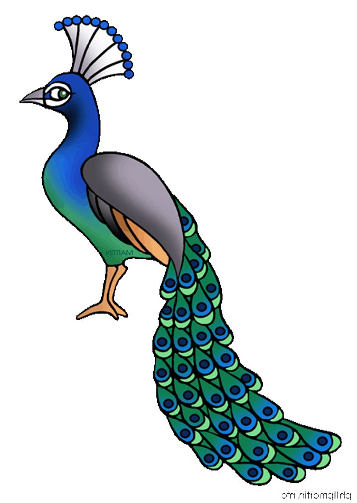 Peacock Feather Coloring Page