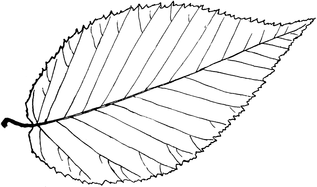 Simple Leaf Outline