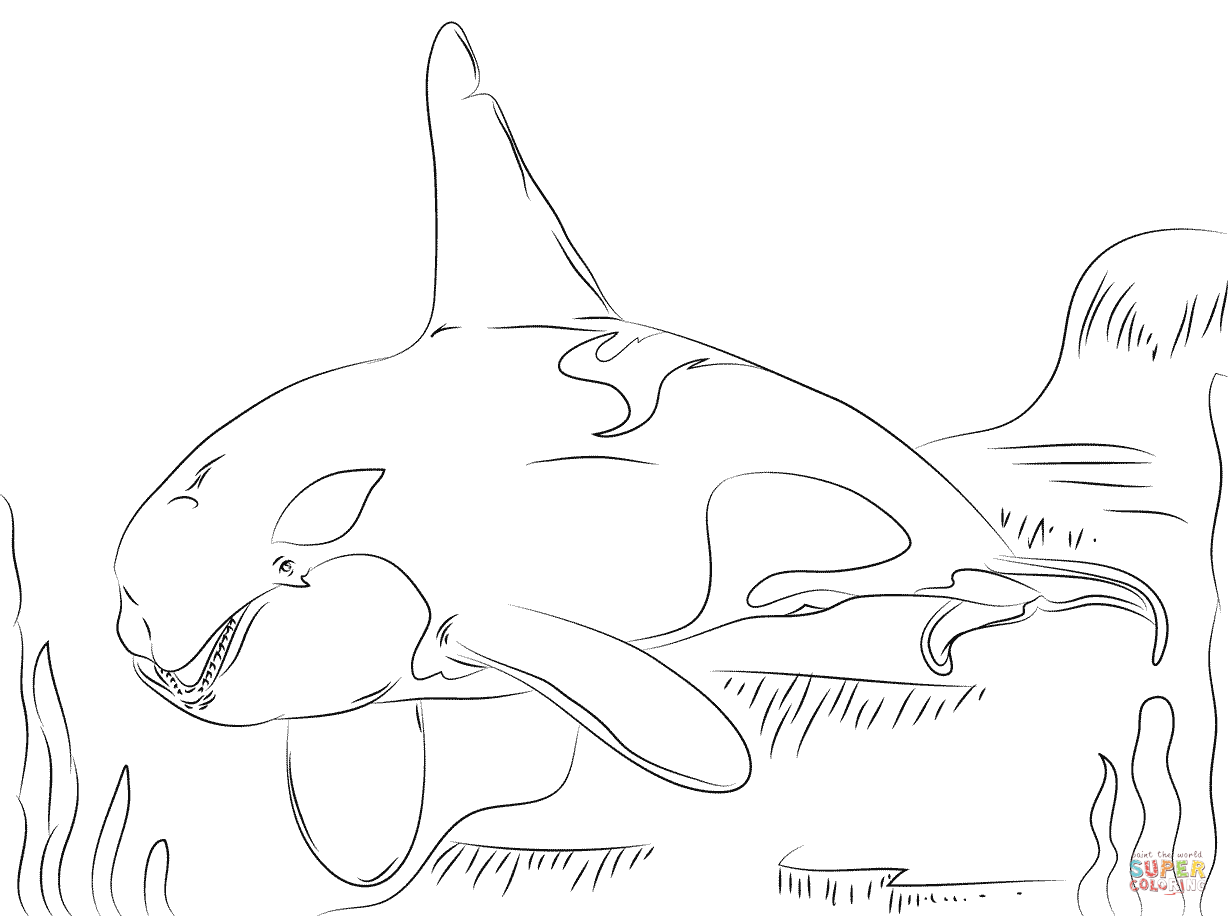 Orca Whale Coloring Page