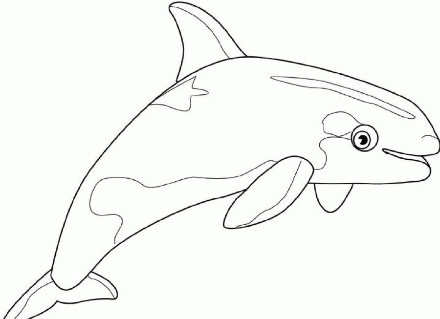 Orca Whale Coloring Page