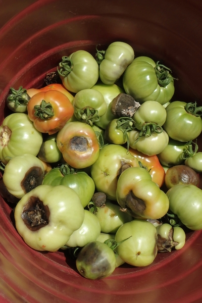 Symptoms of blossom end rot on tomato fruit.