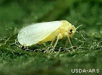 Figure 1. Silverleaf whitefly.