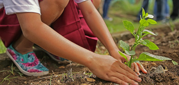 Medium_planting-1898946_649x309