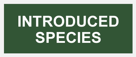 Introduced Species