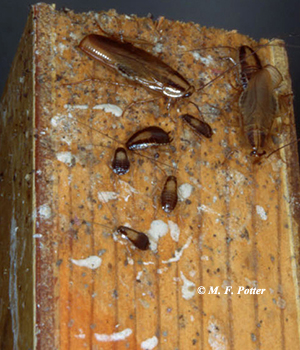 German cockroaches are common and prolific pests within buildings