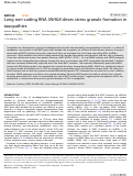 Cover page: Long non-coding RNA SNHG8 drives stress granule formation in tauopathies