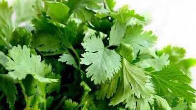 Cilantro/Coriander in the Garden