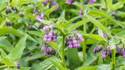 Comfrey in the Garden