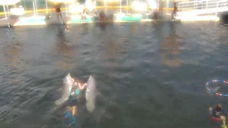 Key Largo Dolphin Cam