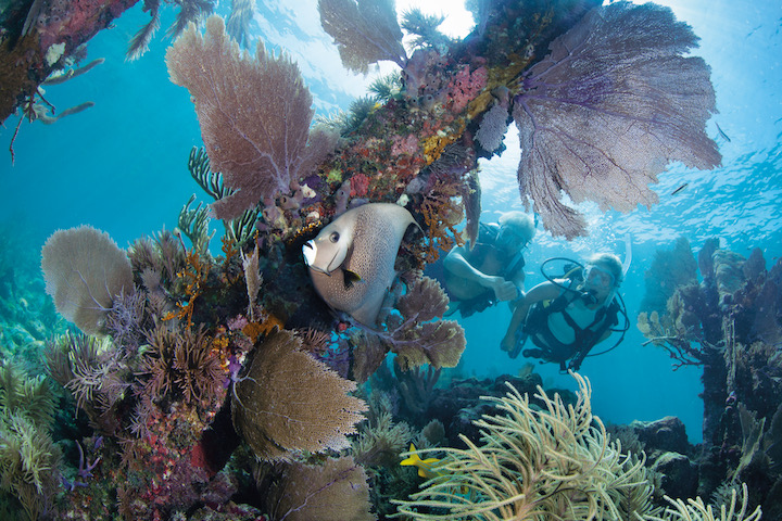 Scuba divers looking at fish and coral in Key Largo