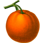 Ripe orange