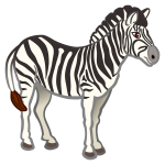 Zebra