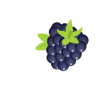 Blackberry fruit