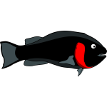 Black fish