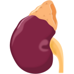 Kidney vector image