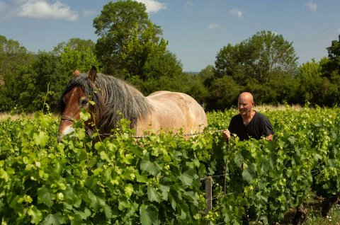 The horse at Domaine Leflaive