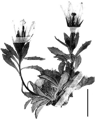 Campanula