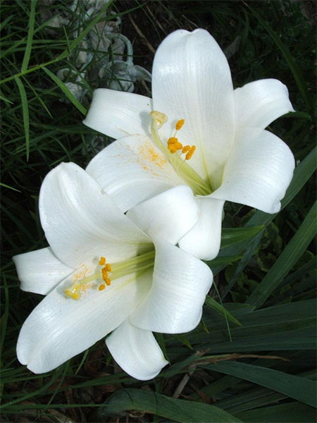 white lily flowers