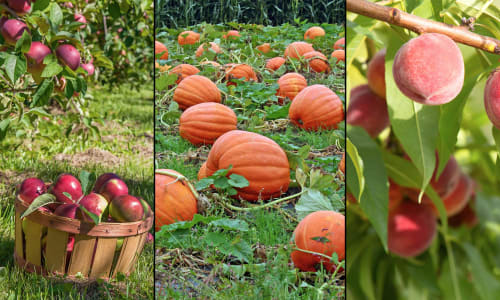 The 21 Best Farms Near Boston to Pick Your Own Apples, Pumpkins and Other Produce  thumbnail