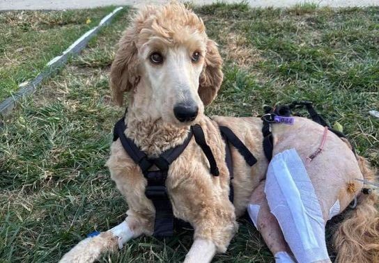 Image for story: From near death to family: Central Arkansas couple uses wedding fund to save Goldendoodle 