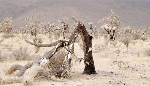 Photo of a field of blackened, burnt Joshua trees with a dome-shaped rocky outcrop in the background.