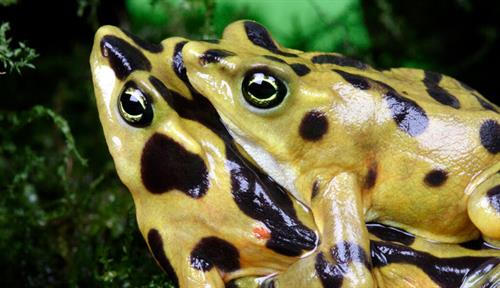 Two yellow frogs in the middle of mating